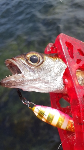 ムツの釣果