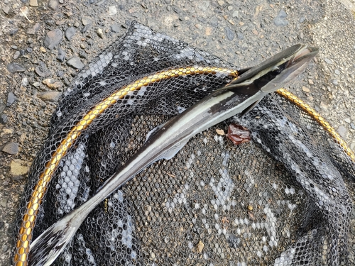 コバンザメの釣果