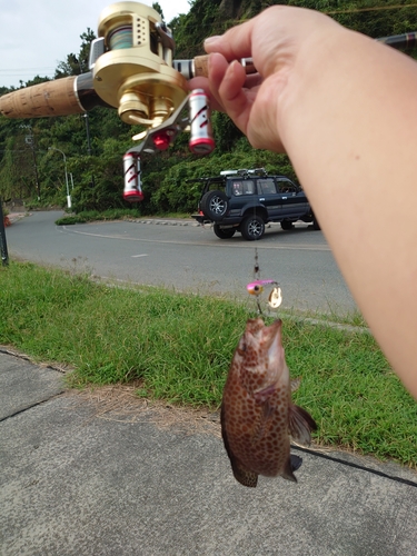 オオモンハタの釣果