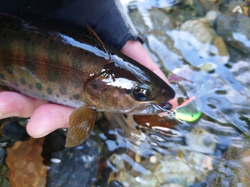 ヤマメの釣果