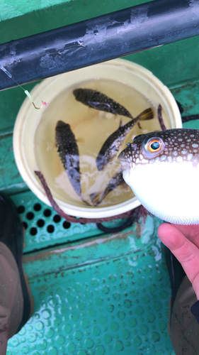 ショウサイフグの釣果