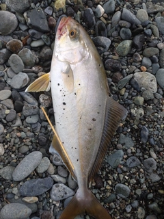 ショゴの釣果