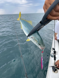 イナダの釣果