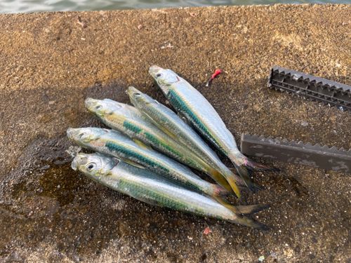 サッパの釣果