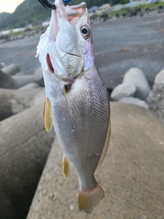 イシモチの釣果