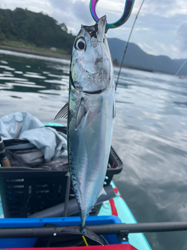 マルソウダの釣果