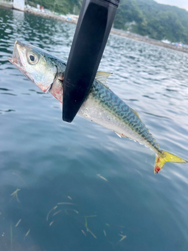 マサバの釣果