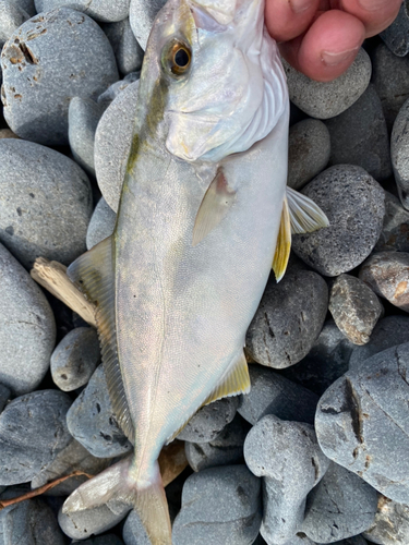 ショゴの釣果