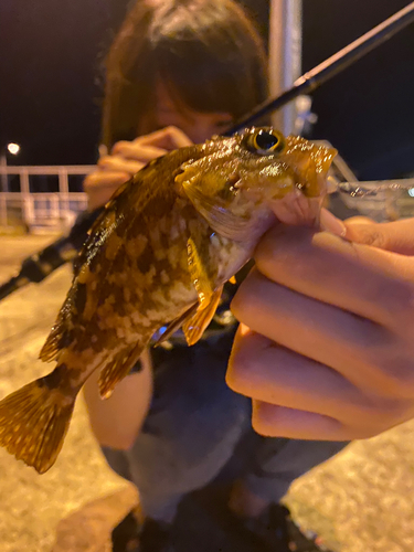 カサゴの釣果