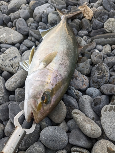 ショゴの釣果