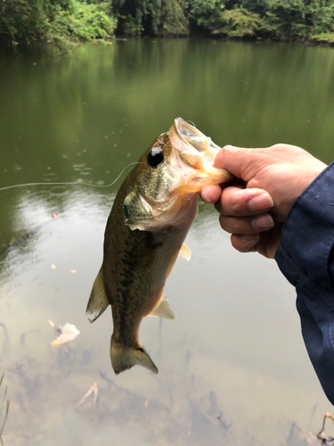 ラージマウスバスの釣果