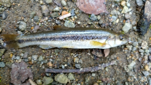 アブラハヤの釣果