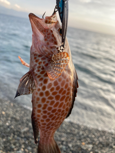 オオモンハタの釣果