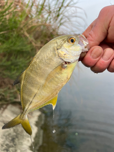 ヒラアジの釣果