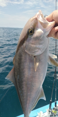 カンパチの釣果