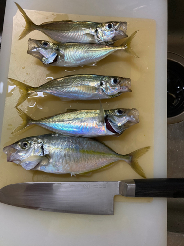 アジの釣果