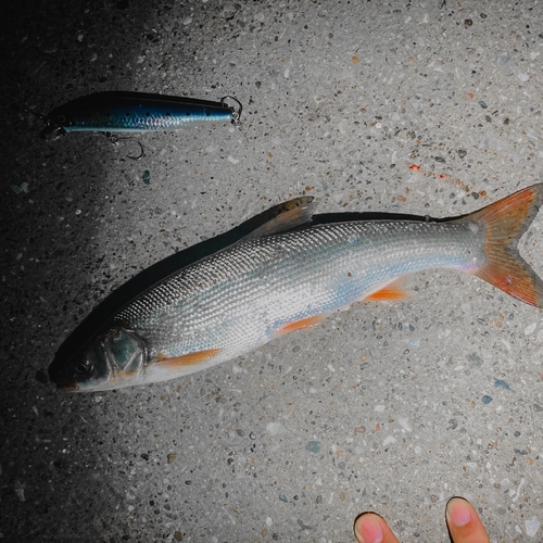 ウグイの釣果