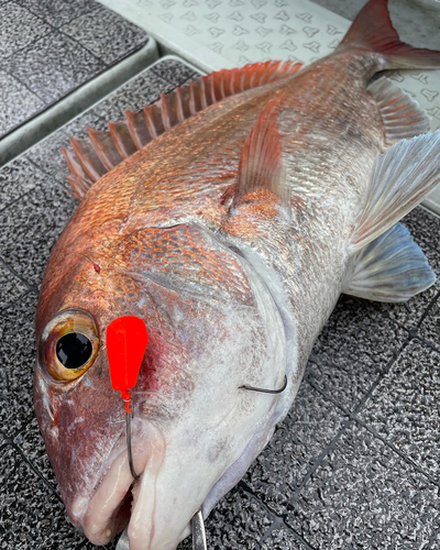 タイの釣果