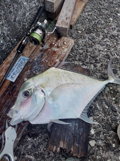 メッキの釣果