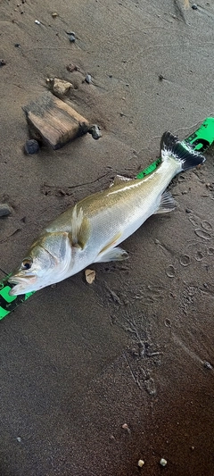 フッコ（マルスズキ）の釣果