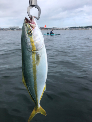 ワカシの釣果