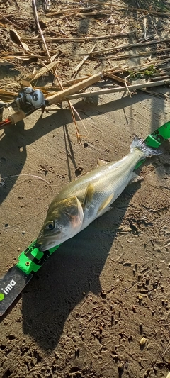 フッコ（マルスズキ）の釣果