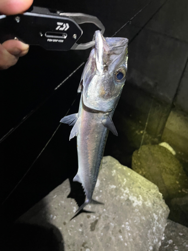 サバの釣果