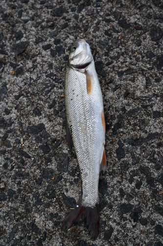 ウグイの釣果