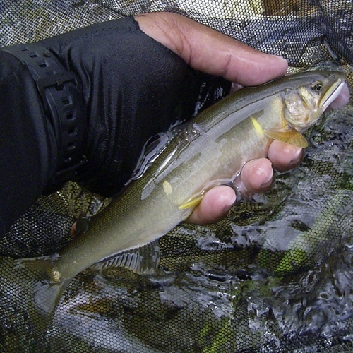 アユの釣果