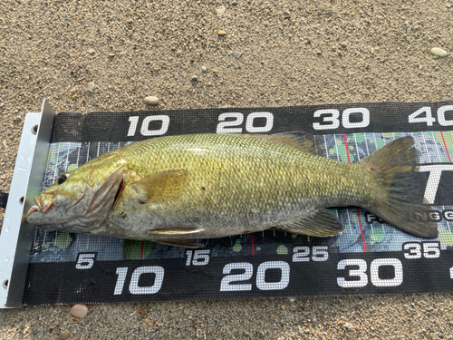 スモールマウスバスの釣果