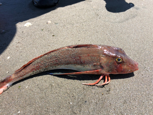 ホウボウの釣果