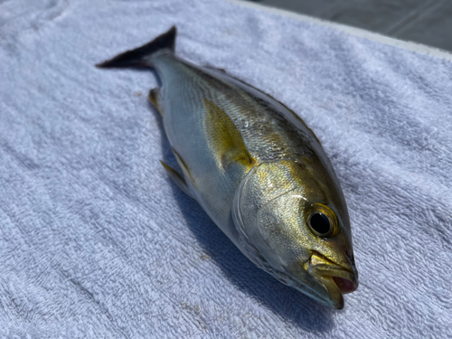 アカムツの釣果