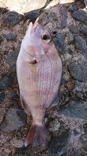 チャリコの釣果