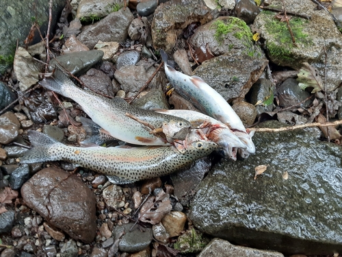 ニジマスの釣果