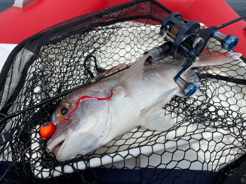 タイの釣果