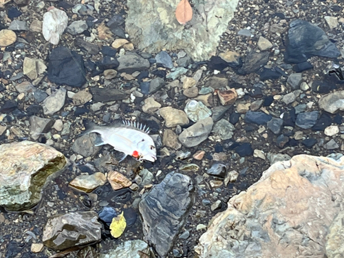 ミナミクロダイの釣果