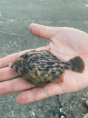 カワハギの釣果