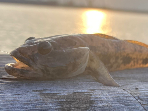 ハゼの釣果