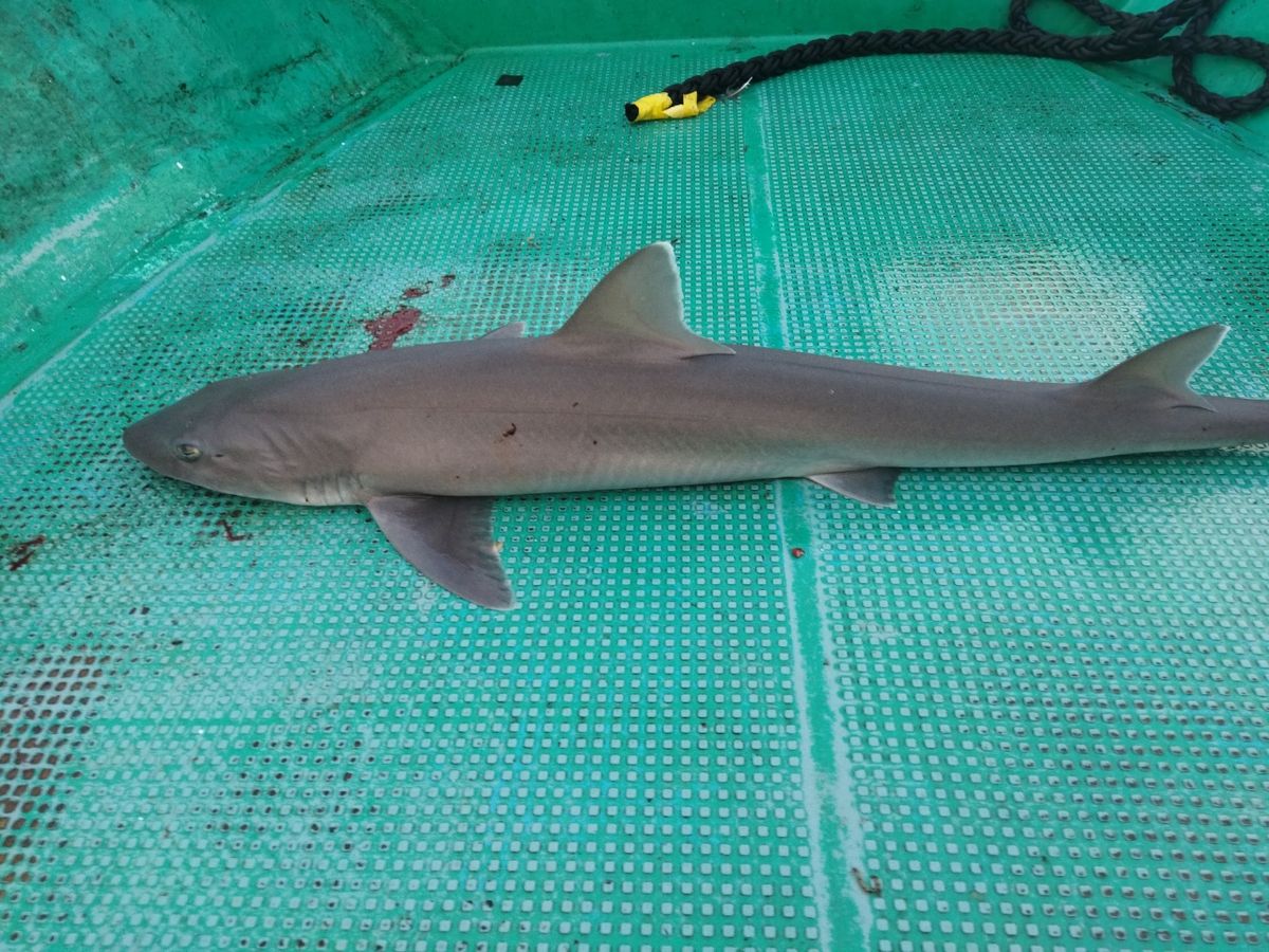 マサ1229さんの釣果 2枚目の画像