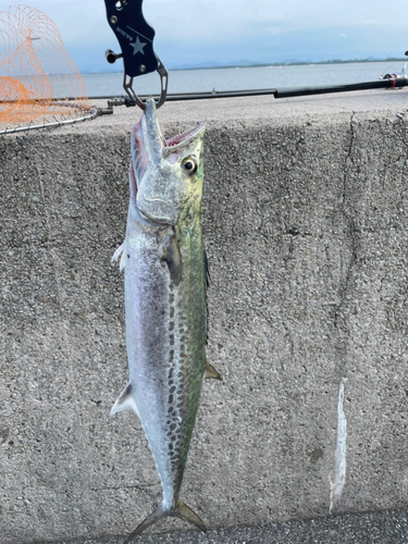 サゴシの釣果