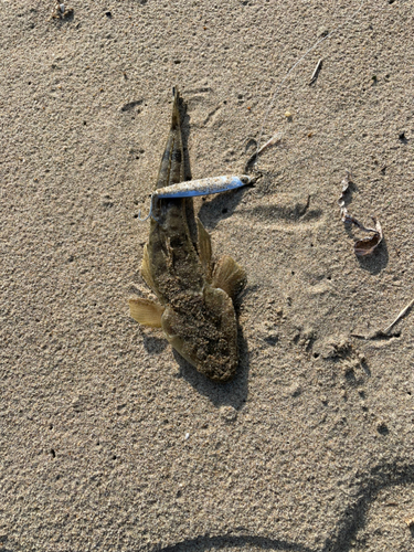 マゴチの釣果