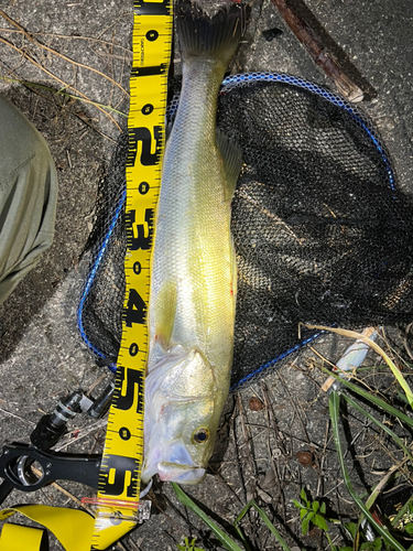 シーバスの釣果