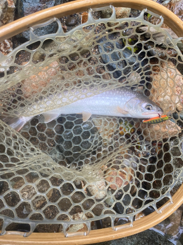 アメマスの釣果