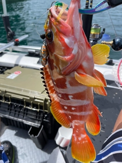 アカハタの釣果