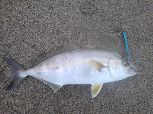 ショゴの釣果