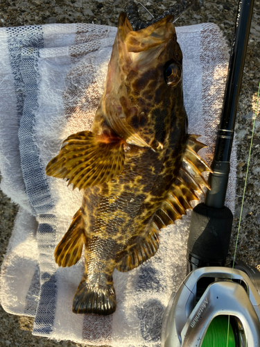 タケノコメバルの釣果