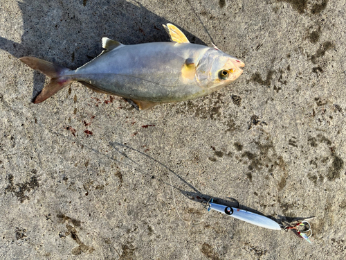 ショゴの釣果