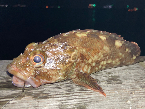 カサゴの釣果