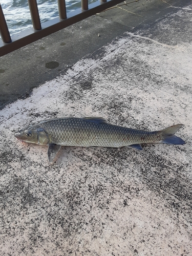 ニゴイの釣果