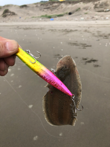 シタビラメの釣果